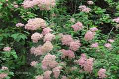 Spiraea arcuata